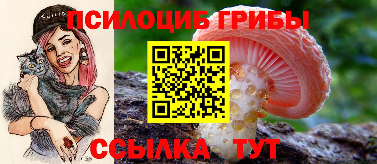 Псилоцибиновые грибы Psilocybe Карталы